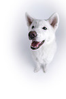 white Akita Inu in front of white background