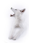 white Akita Inu in front of white background