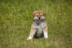 sitting Akita Inu