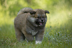 Akita Inu puppy