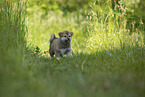 Akita Inu puppy