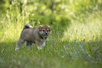 Akita Inu puppy