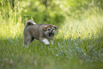 Akita Inu puppy