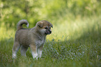 standing Akita Inu