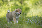 standing Akita Inu