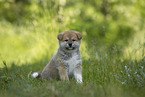 sitting Akita Inu