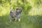 Akita Inu puppy