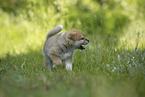 running Akita Inu puppy