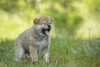 standing Akita Inu