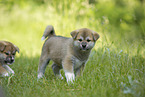 Akita Inus