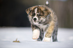 Akita Inu in the snow