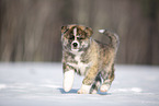 Akita Inu in the snow
