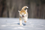 Akita Inu in the snow