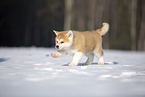 Akita Inu in the snow