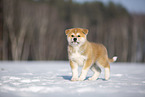 Akita Inu in the snow