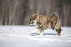 Akita Inu in the snow