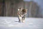 Akita Inu in the snow
