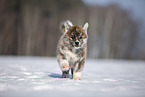 Akita Inu in the snow