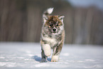 Akita Inu in the snow
