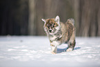 Akita Inu in the snow