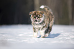 Akita Inu in the snow