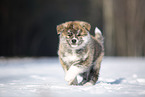 Akita Inu in the snow