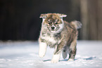 Akita Inu in the snow