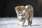 Akita Inu in the snow
