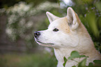 Akita Inu Portrait