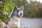 Akita Inu in lilac