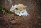 male Akita Inu in autumn