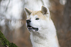 male Akita Inu in autumn