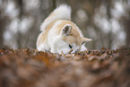 male Akita Inu in autumn