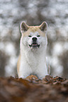 male Akita Inu in autumn