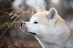 male Akita Inu in autumn