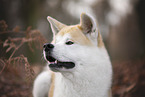 male Akita Inu in autumn