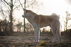 male Akita Inu in autumn