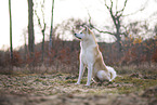 male Akita Inu in autumn
