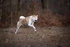male Akita Inu in autumn