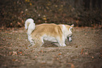 male Akita Inu in autumn
