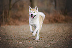 male Akita Inu in autumn