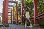 male Akita Inu