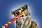 adult Akita Inu
