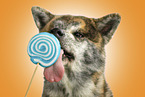 adult Akita Inu