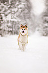 Akita Inu in winter