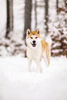 Akita Inu in winter