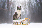 Akita Inu in the Winter