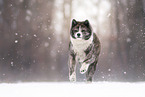 Akita Inu in the Winter