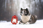 Akita Inu in the Winter