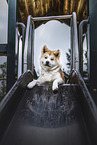 Akita Inu